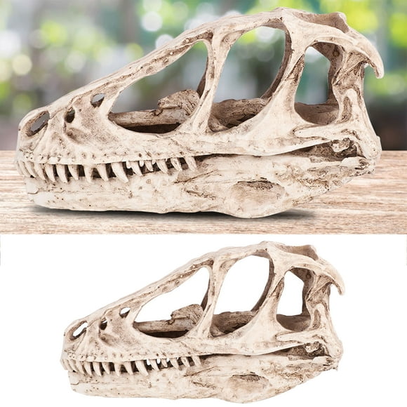 Dinosaur Skull Model Skull Statue Animal Skulls Model Skeleton Dinosaur Skull Bones Animal Skeleton Animal Skull Accessories Raptor for Decor Prop Es Animaux Head Sculptures