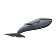 thumbnail image 2 of Whale Wall Decal Sticker by Wallmonkeys Vinyl Peel and Stick Graphic (24 in W x 10 in H), 2 of 4