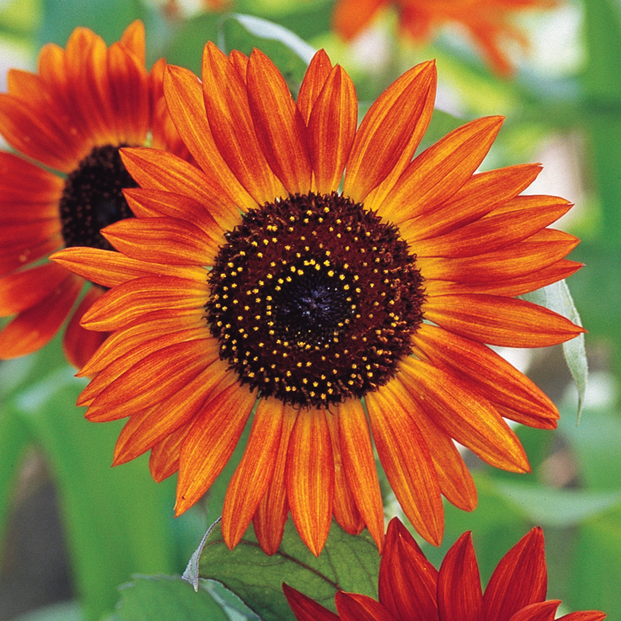Burpee All Summer Sunflower Cutting Garden Starter Garden Flower Seed Collection, 1-Pack