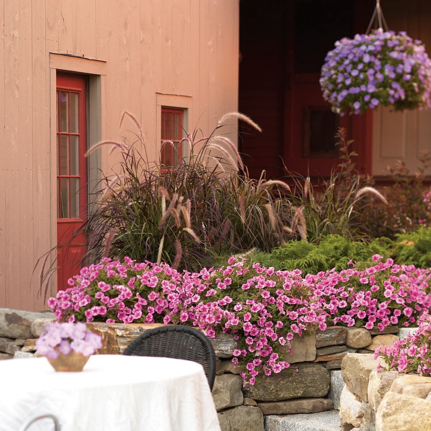 Proven Winners 8" Purple Graceful Grasses Purple Fountain Grass Purple Fountain Grass Live Plant in 6.5" Pot
