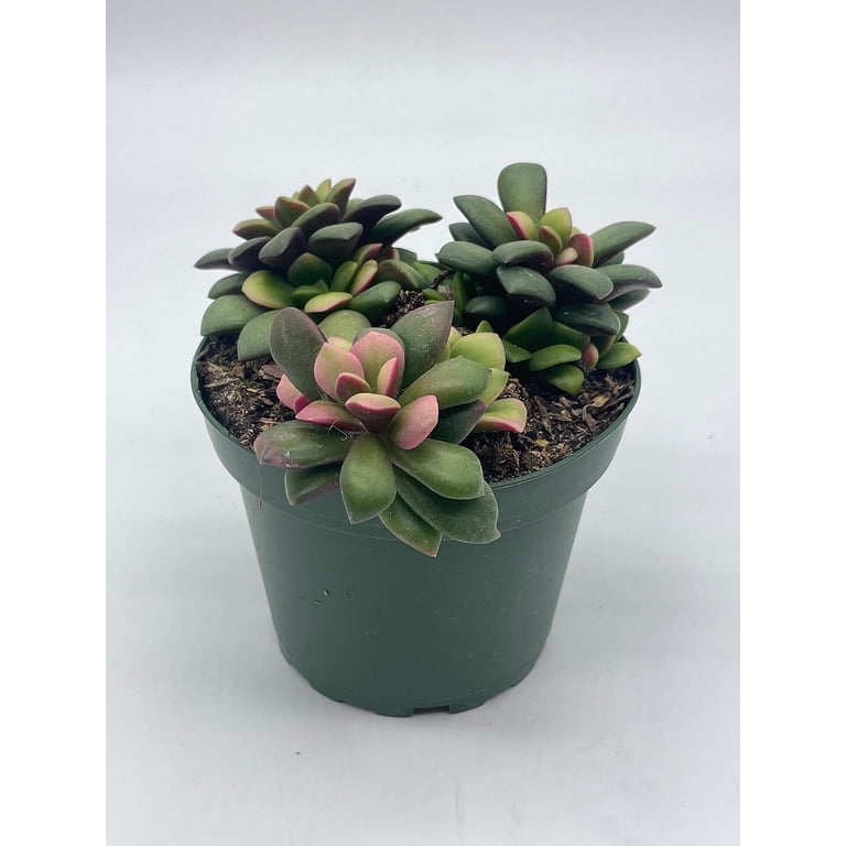 Anacampseros Telephiastrum Variegata, 4 inch Pot, Variegated Sunrise  Succulent, Pink, tricolored - Walmart.com