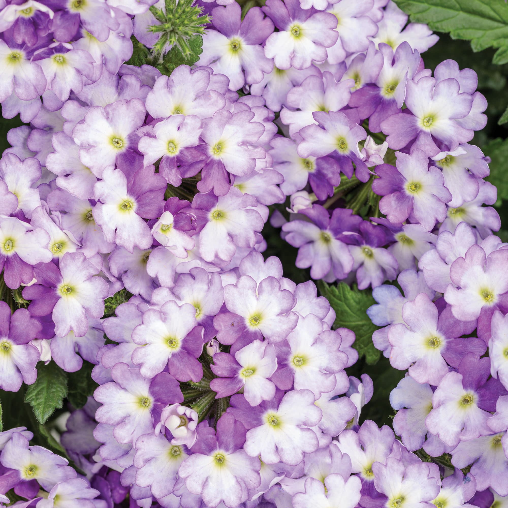 Proven Winners 4" Purple Superbena Sparkling Amethyst Verbena Live Plant in 4.25" Pot (4 Count)