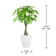 thumbnail image 5 of Just Add Ice 14" Tall Money Tree Live Plant in 5" Decorative Fiber Clay Pot, 5 of 7