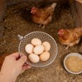 thumbnail image 1 of BRIGHTFUFU Recogedor Para Gallinas Con Mango Para Uso Eficiente En Granjas, 1 of 8