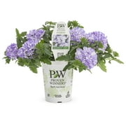 Proven Winners 1.56PT Verbena Sprbna Storm Burst