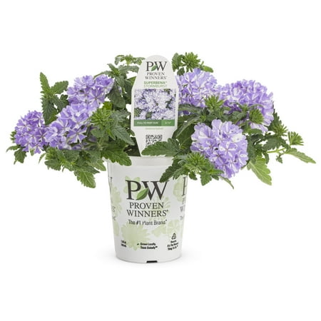 Proven Winners 1.56PT Verbena Sprbna Storm Burst
