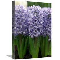 12 x 18 in. Hyacinth Skyline Variety Flowers Art Print - Visionspictures