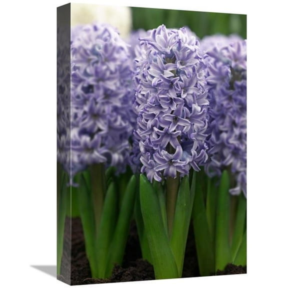 12 x 18 in. Hyacinth Skyline Variety Flowers Art Print - Visionspictures