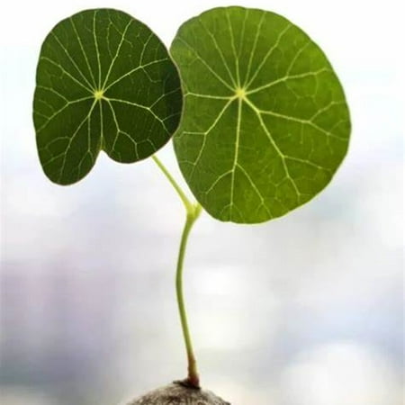 

Stephania Erecta Bulb for Planting UFO Plant Plantation Stephania Planting Professional Plantin