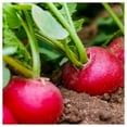 thumbnail image 3 of Everwilde Farms - 1 lb Champion Radish Seeds - Gold Vault Bulk Seed Packet, 3 of 3