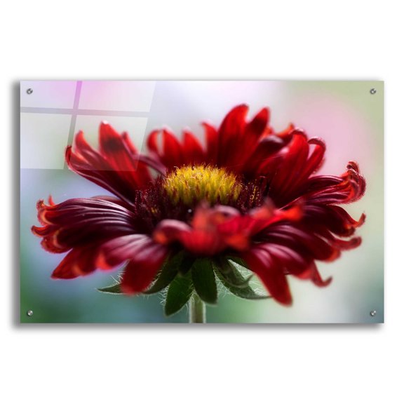 Epic Art 'Flame' by Mandy Disher, Acrylic Glass Wall Art, 36"x24"