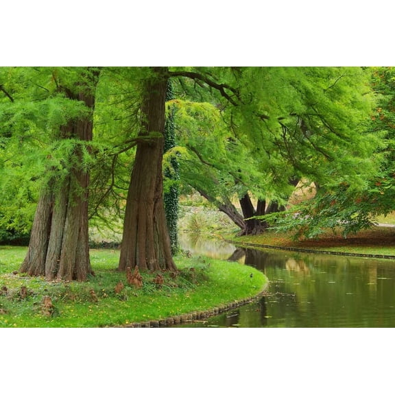 Dawn Redwood Tree Seeds - 35 Seeds - Ships from USA - Metasequoia glyptostroboides