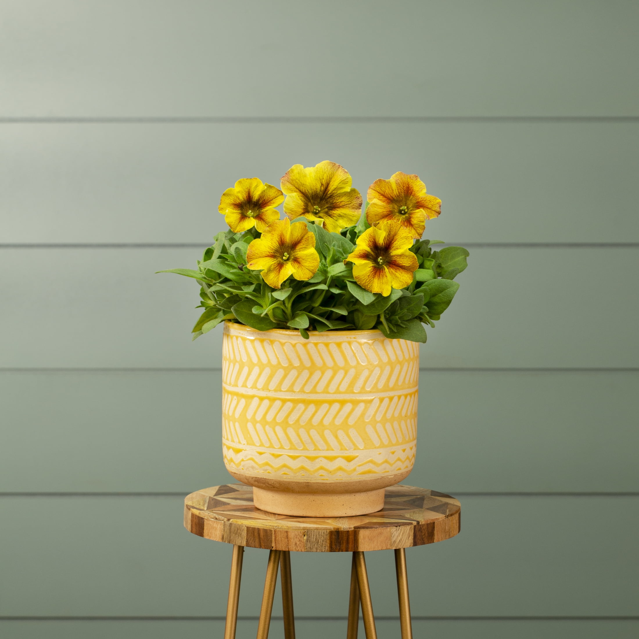 Supercal 1.5PT Yellow Petchoa Live Annual Plant Sun 5-Pack