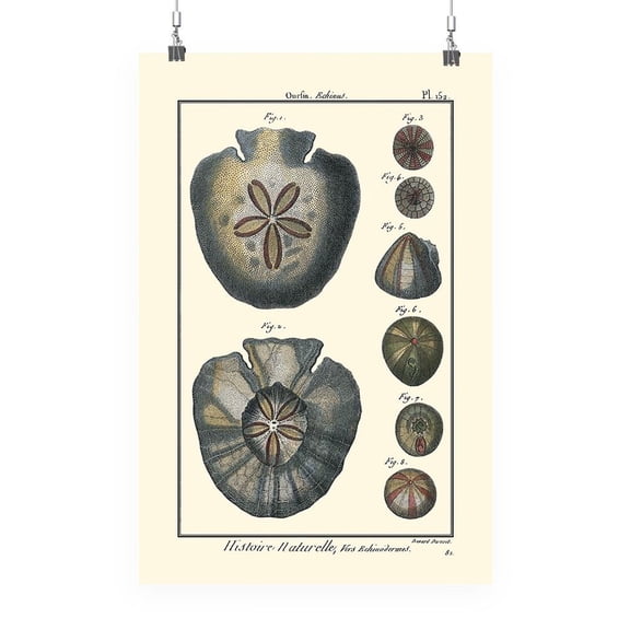 Sea Shell V Poster - Denis Diderot Designs,
