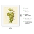 thumbnail image 2 of Raisin President Gaston Chandon Grapes - Champagne Grapes - Vintage Botanical Illustration by J. R. Guillot c.1903 - Fine Art Rolled Canvas Print 16in x 20in, 2 of 4