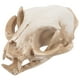 thumbnail image 1 of Esqueleto de gato de resina, modelo de cráneo de gato de la fortuna, figura decorativa para acuario o pecera., 1 of 7