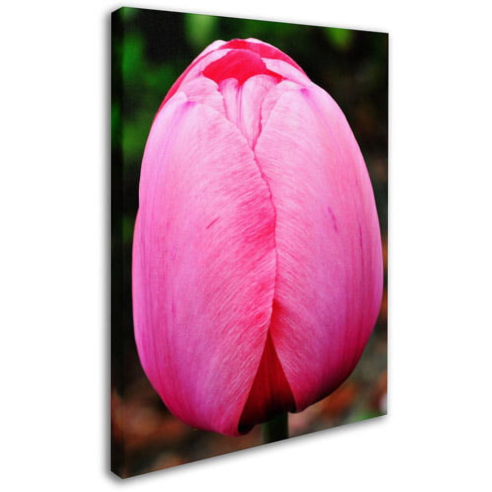 Trademark Fine Art "Perfect Pink Tulip" Canvas Wall Art by Kurt Shaffer
