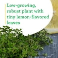 thumbnail image 5 of Bonnie Plants Lemon Thyme Live Plants, 5 of 8