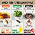 thumbnail image 2 of Fruit Fly Traps for Indoors - 4 Pack, Highly Effective Fruit Fly Catcher for Indoor Use for Home & Kitchen, Up to 3 Weeks of Performance per Bottle, Kid & Pet Friendly, 2 of 5