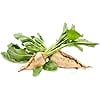 thumbnail image 2 of Sugar Beet Seeds for Planting - 100+ Non-GMO Heirloom Seeds, Beta vulgaris, Perfect for Home Gardens & Gifts, 2 of 7