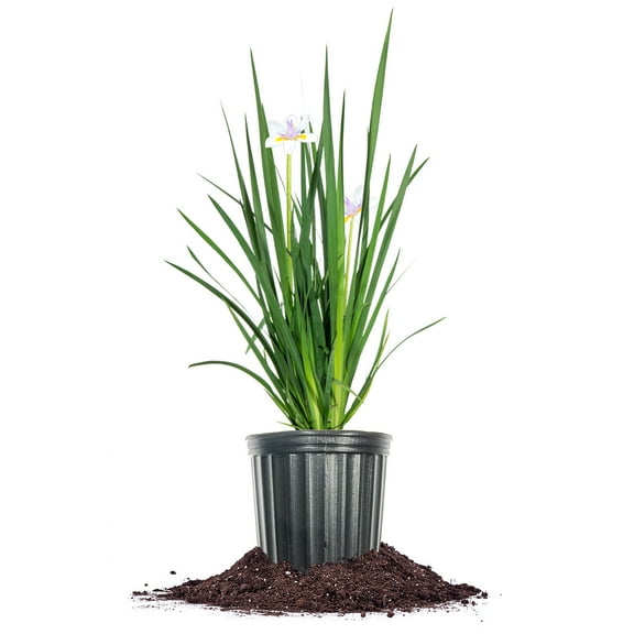 Perfect Plants White African Iris 1 Gallon