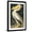 Black Frame, variant on Art.com American White Pelican, Pelecanus Erythrorhynchos, from the Birds of America by John J. Audubon, Pu Giclee Print by John James Audubon, 12" x 18"