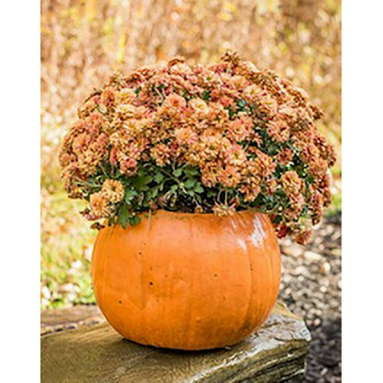 Athena Garden Pumpkin Planter - Set of 3