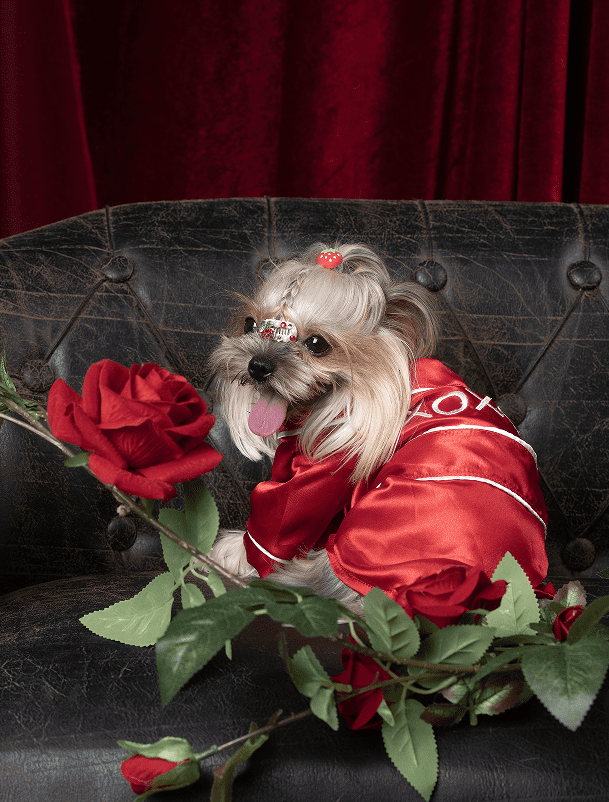 Vibrant Life Valentine's Day Pet Robe, XOXO, Red, X-Small