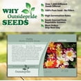 thumbnail image 4 of Outsidepride Dahlia Dandy Flower Seed Plant Mix - 1000 Seeds, 4 of 6