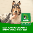thumbnail image 4 of Iams Minichunks Adult Dry Dog Food Chicken & Whole Grains Recipe 14kg, 4 of 18