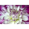 thumbnail image 2 of Johnson, George 18x13 Gold Ornate Wood Framed with Double Matting Museum Art Print Titled - Purple and White Dahlia, 2 of 4