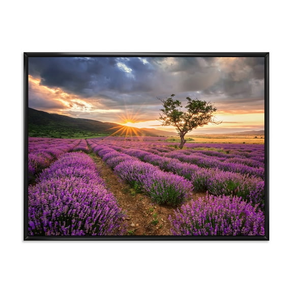 Designart 'Dramatic Clouds and Sunrise Over Lavender Field VIII' Farmhouse Framed Canvas Wall Art Print