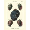 thumbnail image 2 of Diderot, Denis 19x24 White Modern Wood Framed Museum Art Print Titled - Sea Shells VII, 2 of 4