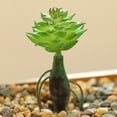 thumbnail image 2 of Coofit Mini Artificial Succulent DIY - Faux Succulent Plant Plastic Greenery Decoration, 2 of 3