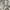 Grey, variant on Nourison Concerto French country Beige/Grey 5'3" x 7'3" Area Rug, (5x7)