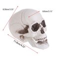 Pub Table Prop Vjnyvs Plastic Skull Decoration Prop, Skeleton Ornament for Bar and ...