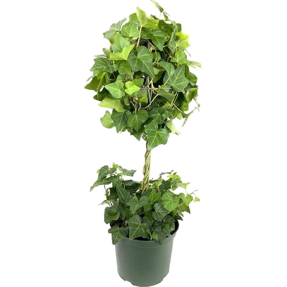 English Ivy Globe - 3 Live Plants in 6 Inch Growers Pots - Hedera Helix - Florist Quality Indoor Air Purifying Topiary Houseplant Vine