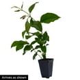 thumbnail image 3 of 4 In. Pot Sun Parasol Pretty Crimson Mandevilla, Live Potted Tropical Vine with Red Flowers (1-Pack), 3 of 3