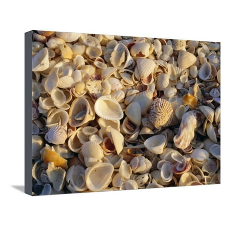 Sanibel Island, Famous for the Millions of Shells That Wash up on Its Beaches, Florida, USA Stretched Canvas Print Wall Art By Fraser