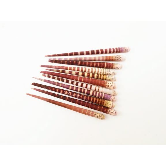 24 Beautiful Striped Tiger Sea Urchin Spines Nautical Crafts Beach Coastal Art