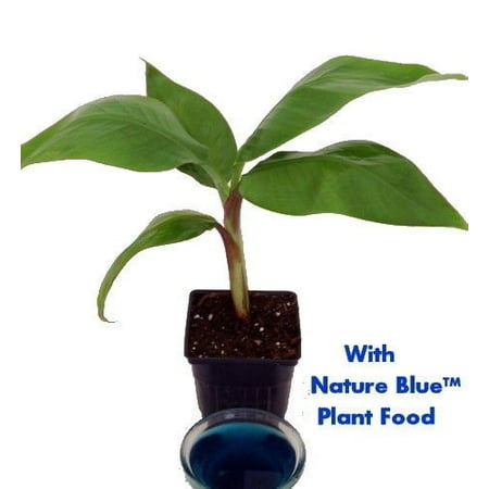 Flowering Banana - Dwarf Banana Plant - Musa - With Nature Blue™ Plant Food - 4