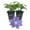 2 Plants, variant on Clematis Diana's Delight - Live Starter Plant in a 2 Inch Growers Pot - Starter Plants Ready for The Garden - Rare Clematis for Collectors