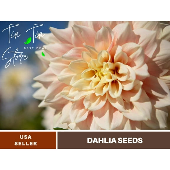 40  Seeds| Dinnerplate Break Out Dahlia Perennial Seeds - Flower See | Seeds, Herbal Seeds, No GMO, Chinese Seeds, Authentic Seed#D032