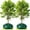 Green, variant on Tutuviw 10 Gallon Tree Watering Ring/Bag(2 Pack), Basic Water Saving Slow Release Root Water System, Plastic Planting Water Bag for Multi-Trunk Newly Planted Small Trees and Shrubs(Brown)