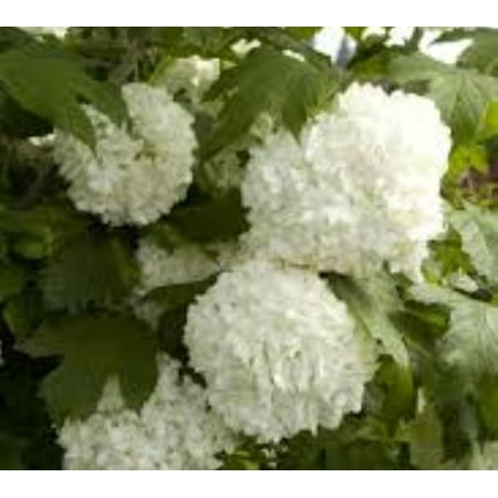 Eastern Snowball Bush ( Viburnum ) - Live Plant - ( QT (Best Spot To Plant Blueberry Bush)