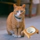 thumbnail image 4 of Cuencos elevados para perros, cuencos de cerámica para perros con marco de madera, cuenco de agua para perros, cuenco de comida para gatos,, 4 of 5
