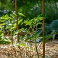 thumbnail image 3 of Panacea 5 Foot Bamboo Garden Stakes, Plant Support Stakes, 12 Pack, Weather Resistant, 3 of 7