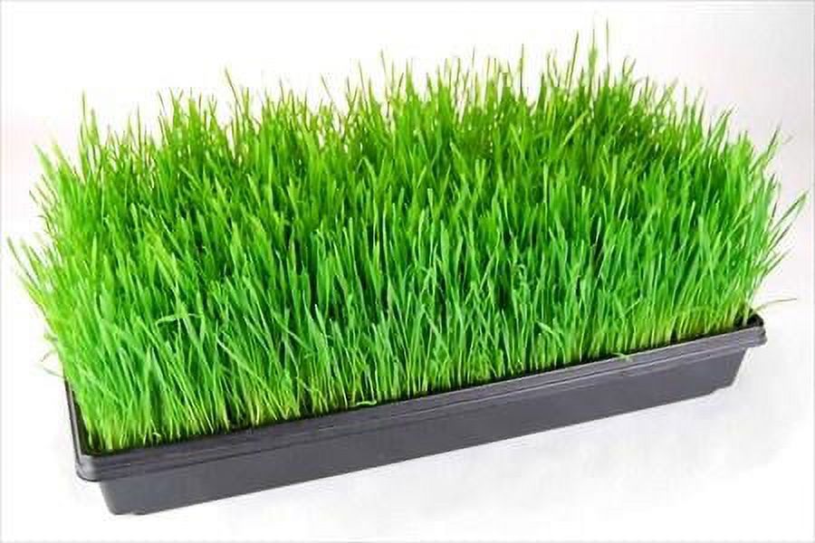 Certified Organic Wheatgrass Growing Kit - Grow & Juice Wheat Grass: Trays, Seed, Soil, Instructions, Wheatgrass Book, Trace Mineral Fertilizer & More… - image 2 of 2
