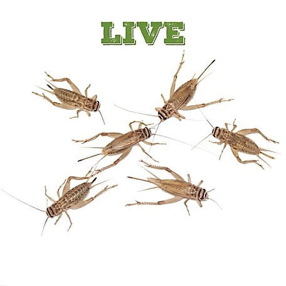 Mack's Natural Reptile Food 1 x box of 1,000 1/4" Crickets