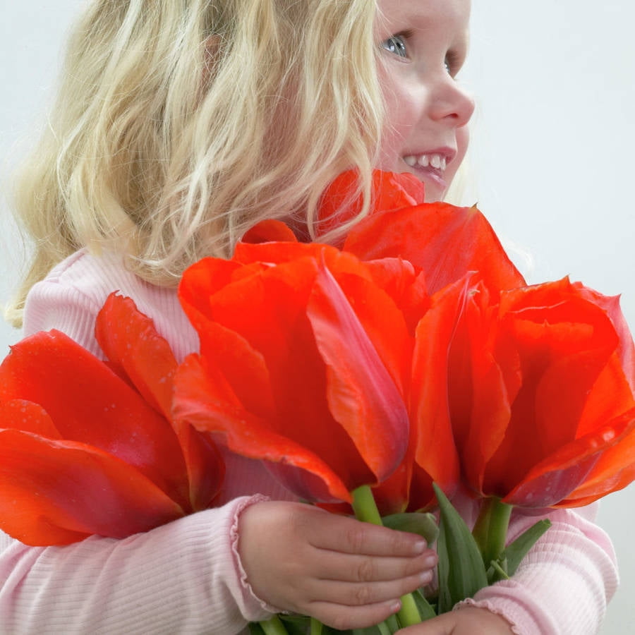 Van Zyverden Tulips Casa Grande Set of 12 Bulbs Red Part Sun